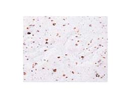 NASTRO MANUBRIO CINELLI CORK BIANCO