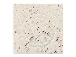 NASTRO MANUBRIO CINELLI CORK GEL BIANCO