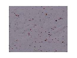 NASTRO MANUBRIO CINELLI CORK GRIGIO